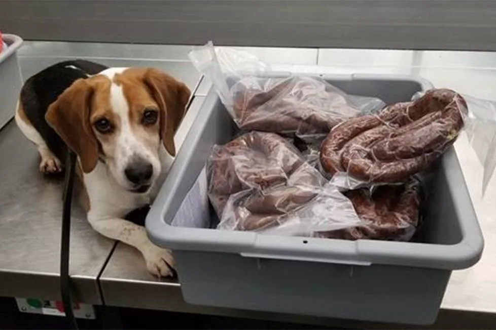 Në aeroportin amerikan qeni i zë kosovarit 40 kilogramë suxhuk