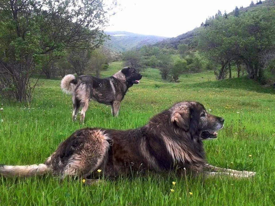 Për të gjithë ata që mbajnë qenë, Ministria e Bujqësisë ka një njoftim të rëndësishëm