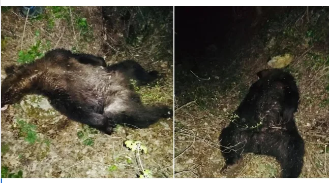 Gjendet një arushë e ngordhur në fshatin Korishë