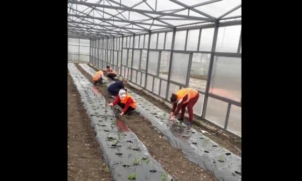 Te burgosurat në Lipjan mbjellin perime, rendimentet do të përdoren për ushqimin e të burgosurve