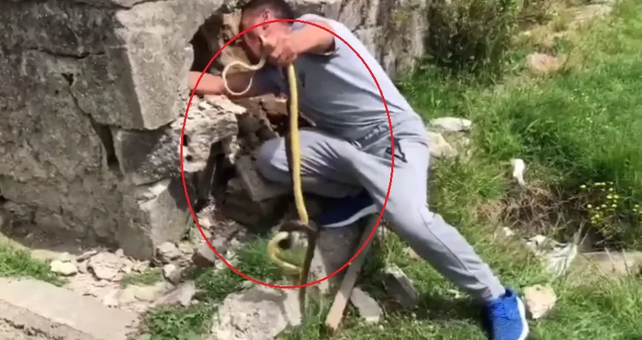 Hysni Rexhaj i del në ndihmë një familjeje, ua heq gjarpërinjt nga oborri (VIDEO)
