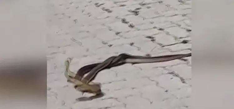 Gjarpërinjtë në rrugën e fshatit Billushë, luftojnë kokë më kokë me njëri-tjetrin