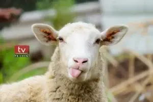 Rritet sërish çmimi për kurban në Kosovë
