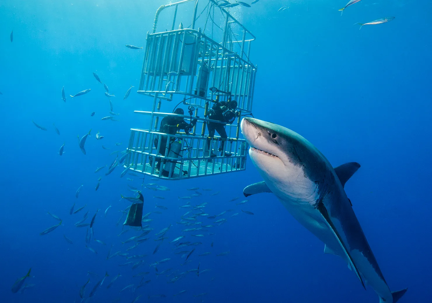 Në Durrës kapet peshkaqeni i madh me peshë 650 kg