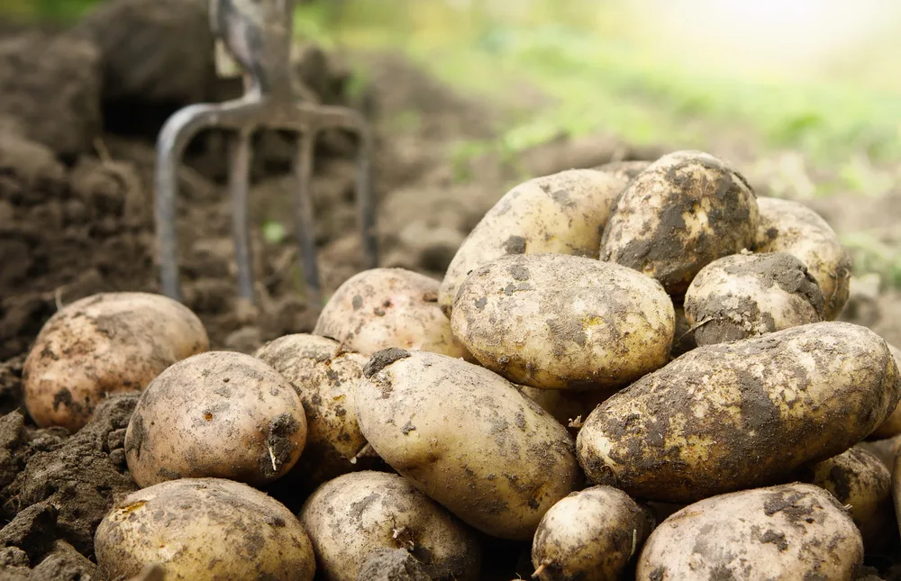 Gjermania e vetme prodhon patate sa gjysma e Evropës