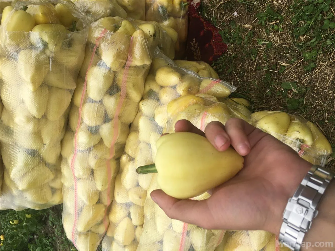 Po sillte 800 kg speca nga Serbia, ndalohet burri nga Kamenica