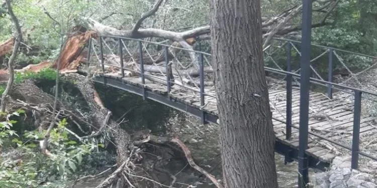 Ndërroi jetë 18 vjeçari nga Prizreni i lënduar nga rrëzimi i lisit mbi Marash