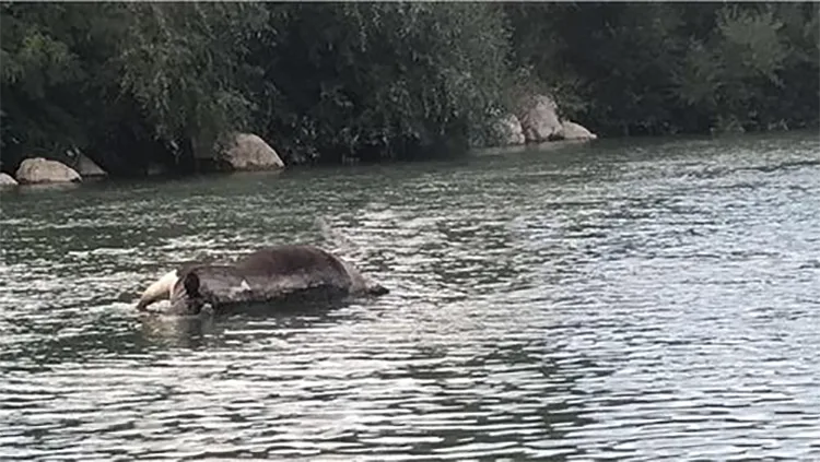 Një lopë e ngordhur hudhet në lumin Drini i Bardhë (VIDEO)
