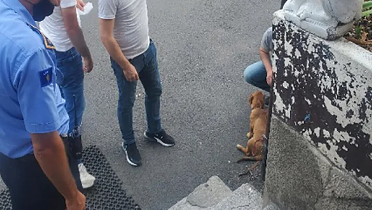 Arrestohet nje person i cili i vodhi qenin KFOR-it në Prizren