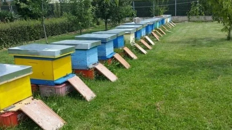 Zjarri kaplon hamulloret në Drenas, digjen 34 koshere me bletë