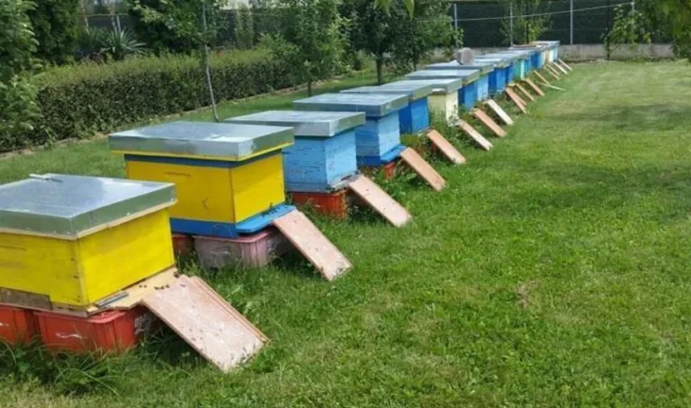 Thirrje për aplikim nga komuna e Prizrenit për subvencionim të bletarëve me koshere