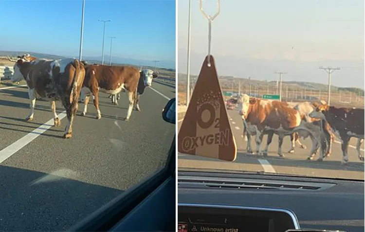 Lopët futen në autostradën “Ibrahim Rugova” (FOTO)