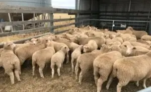 Konfirmohet rasti i parë i lisë së deleve/dhive në Kosovë