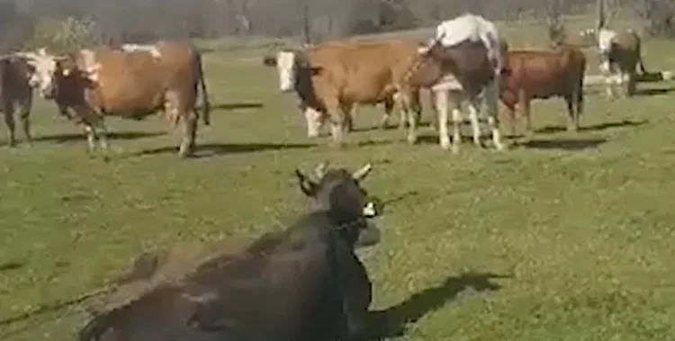Rrëzohen shtyllat elektrike në Kuk të Dragashit, bagëtitë kullosin nëpër kabllo të rrymës