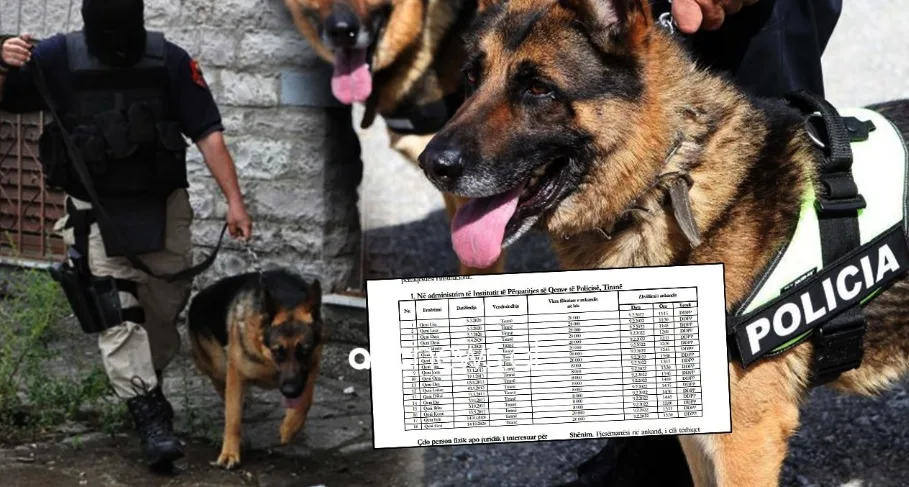 Policia e Shqipërisë i nxjerr qentë në shitje, kaq kushtojnë