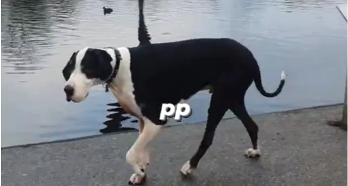 Qeni me peshë gati 100 kilogramë