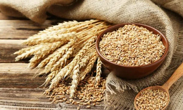 Ukraina rrezikon të mbetet pa ushqim, pezullohet eksporti i mishit dhe grurit