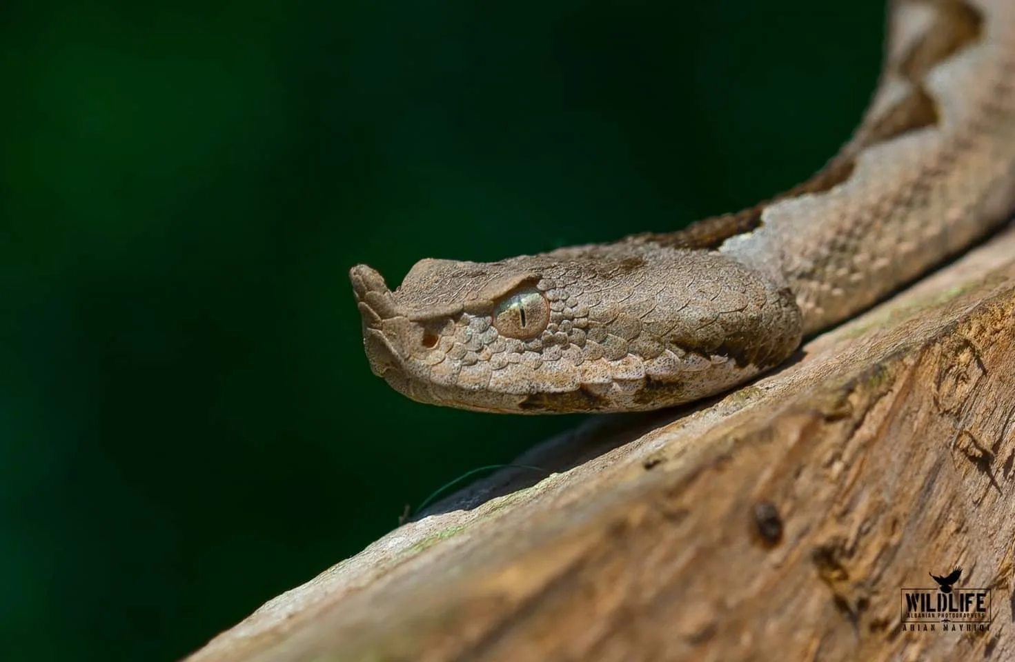 Fotografi kap në Prishtinë foto të gjarpërit më helmues në Evropë