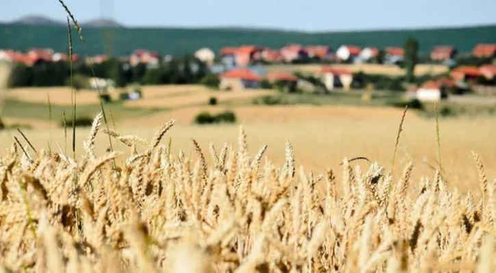 Në Kosovë, gruri i korrur pritet të mbulojë vetëm 30 përqind të nevojave vendore