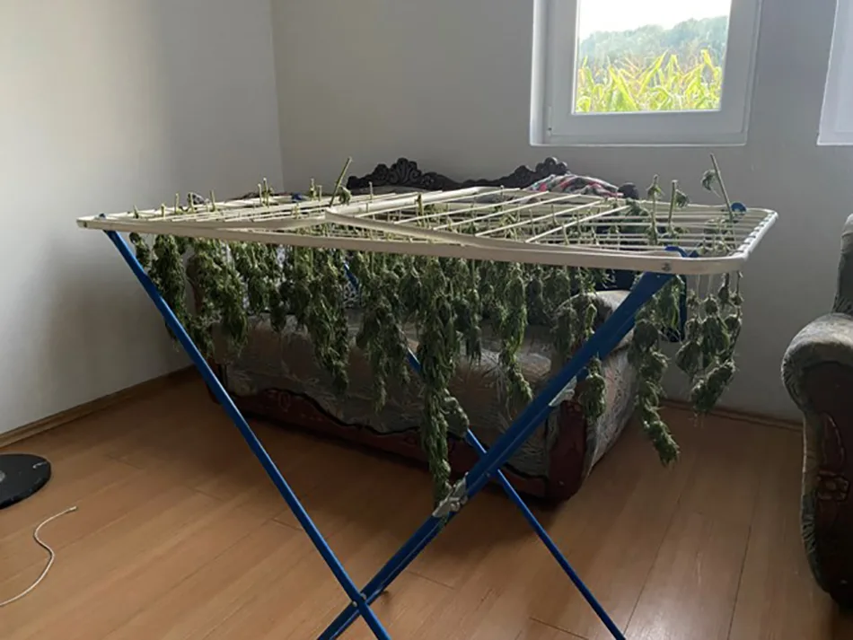 Gjakovë: Arrestohet një burrë për kultivim droge, po e thante në varëse rrobash