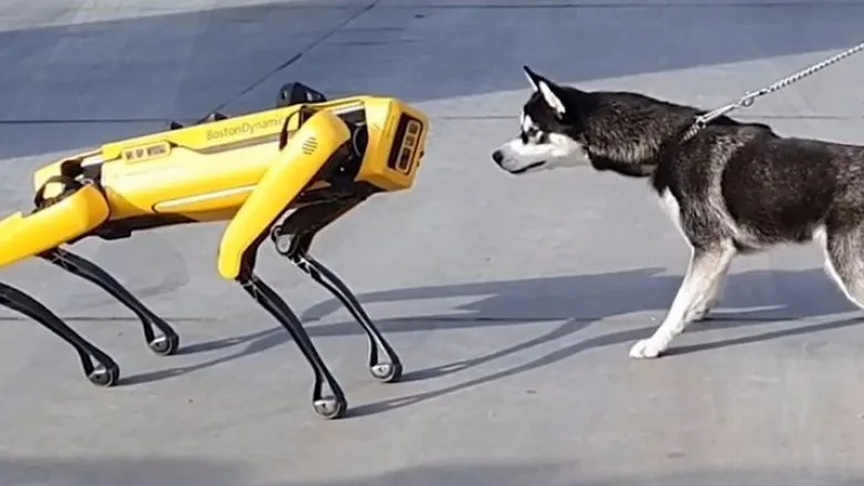 Shikojeni reagimin kur qeni Husky takoi për herë të parë një robot në formë të qenit