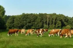 Fermerët kërkojnë kontrolle në të gjitha fabrikat përpunuese të qumështit
