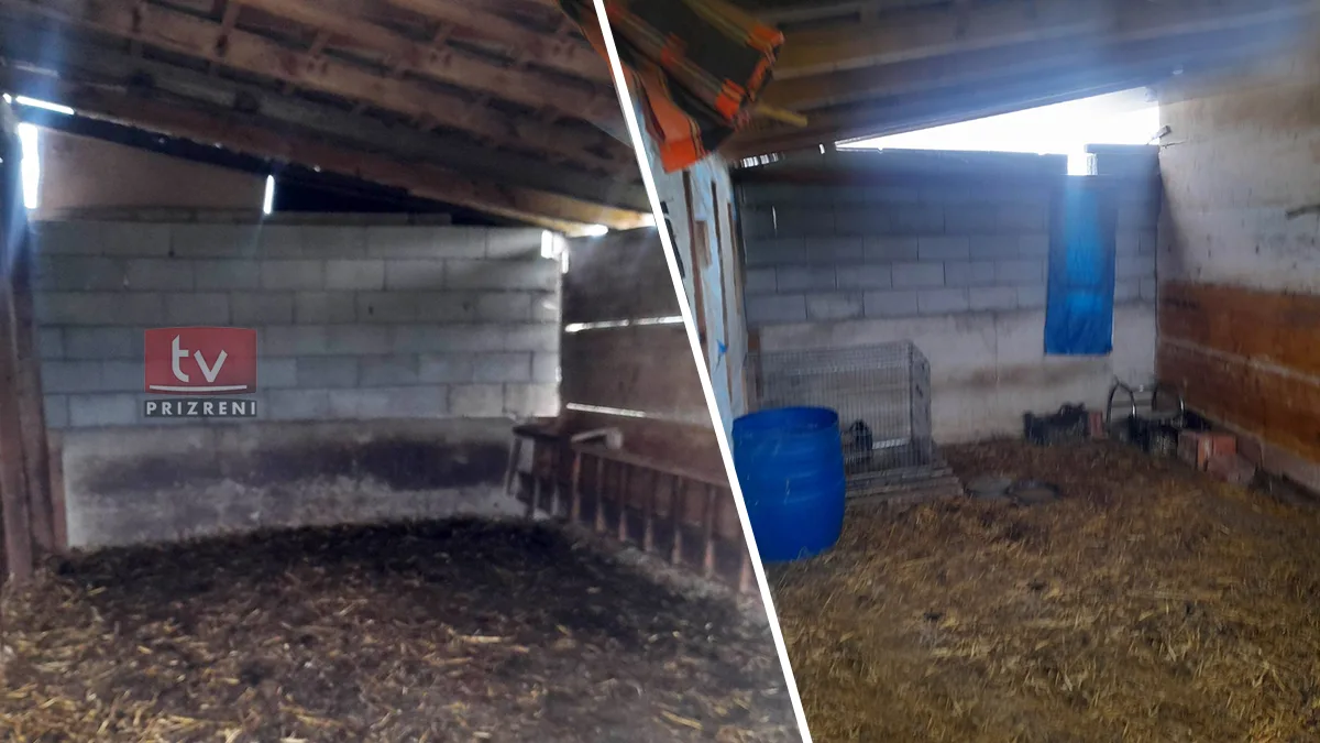 Familjes Bytyqi nga Zojzi hajnat ia vjedhin mbi 20 krer dele e qengja dhe 30 pula