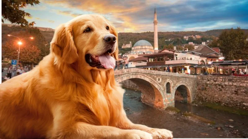 Golden Retriever, raca e preferuar e qytetarëve të Prizrenit