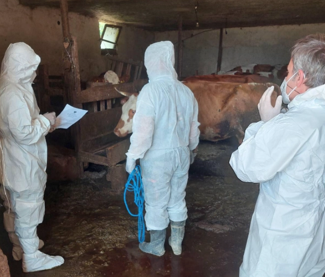 Asgjësohen 32 krerë gjedhe në Gjilan dhe Prizren