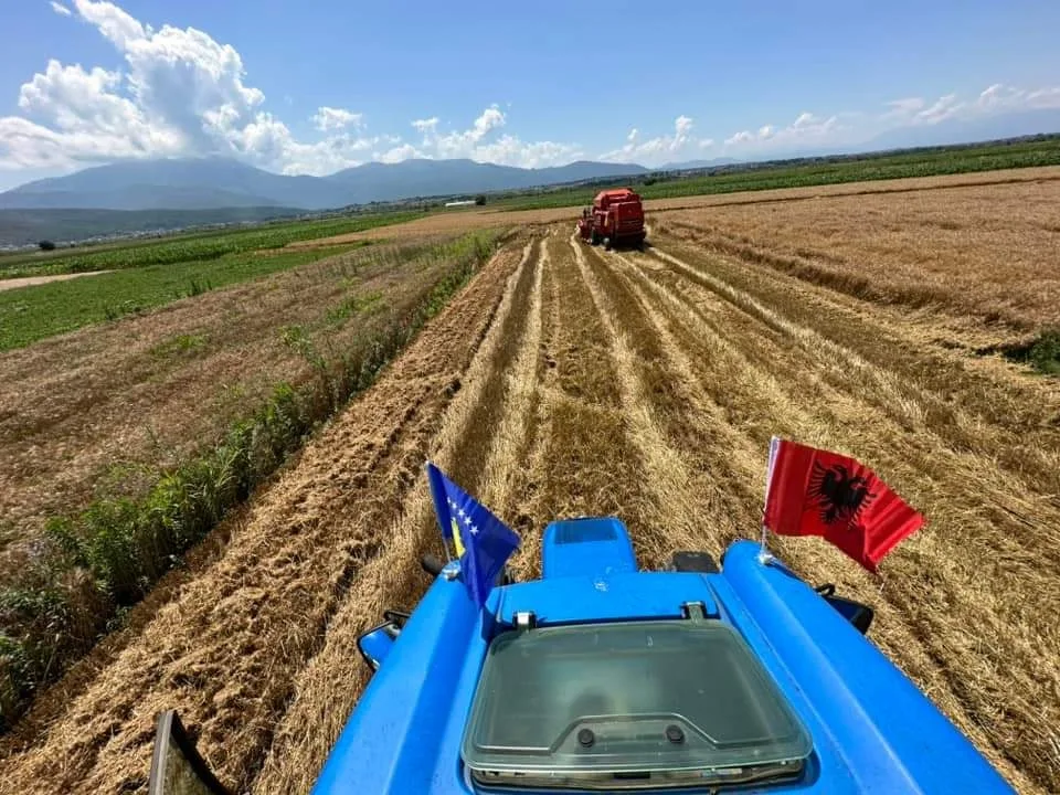 Shtyhet fillimi për korrje shirje, çmimi real për një hektar vlerësohet 130 euro