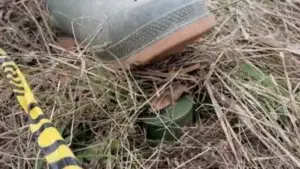 Gjendet mjet shpërthyes në një shtëpi në Rahovec, ndërhyn FSK-ja