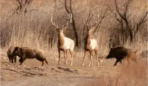 Gratë ishin gjuetare më të mira se burrat, sipas hulumtimeve të fundit arkeologjike