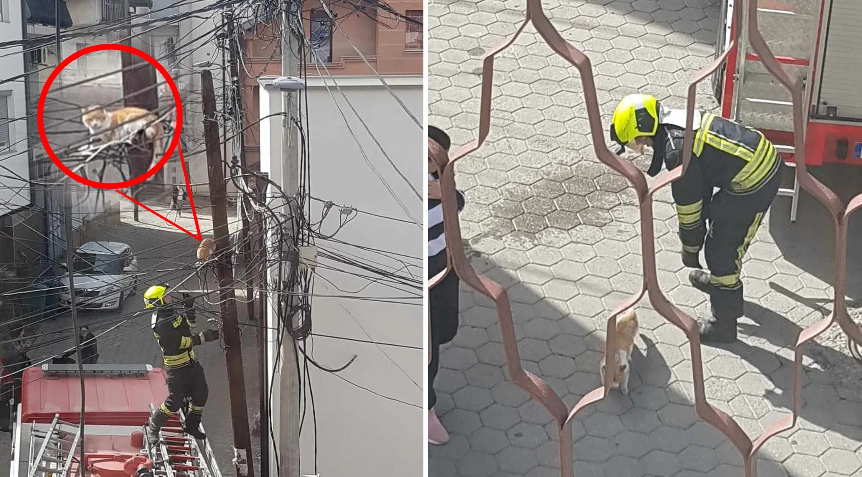 Shpëtohet maca që kishte ngelur në shtyllën e rrjetit elektrik në Prizren