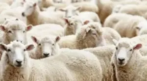 Kosova ndalon importin e deleve dhe dhive nga Shqipëria pas shpërthimit të murtajës