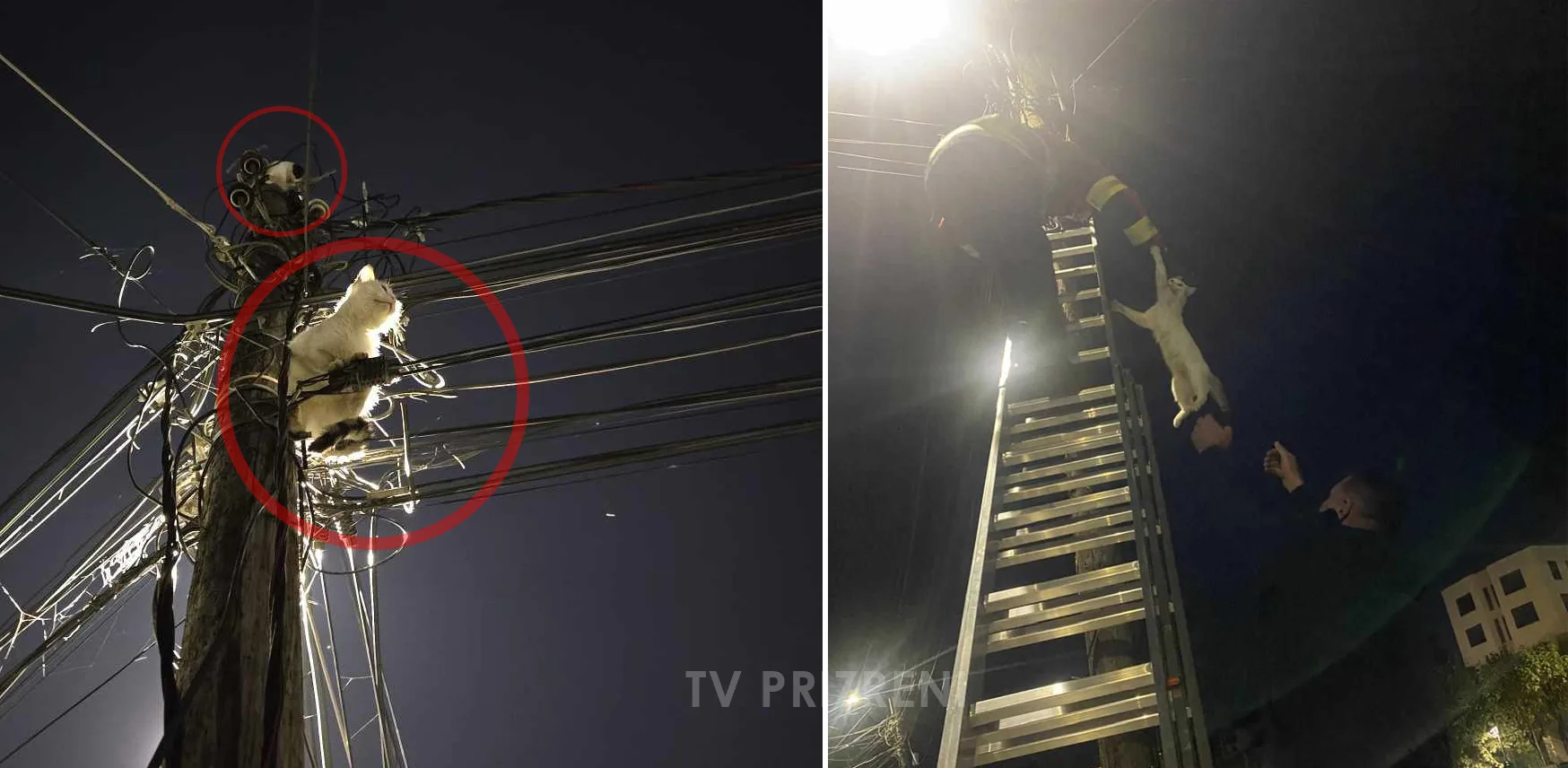 Zjarrfikësit në Prizren dhe KEDS shpëtojnë dy mace të ngujuara në shtyllë elektrike
