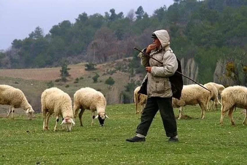 Rritet numri i fermerëve në Prizren që merren me bagëti