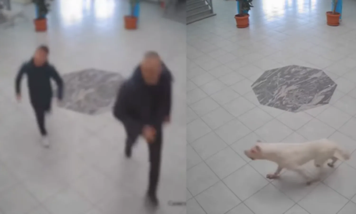 Incidenti i rëndë te shkolla në Suharekë: Kërkohet paraburgim ndaj pronarit të qenit që sulmoi nxënësit