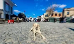 OJQ “04 Putroshat” në Prizren bën thirrje urgjente për mbrojtjen e kafshëve endacake në Ditën Ndërkombëtare të Kafshëve të Pastreha