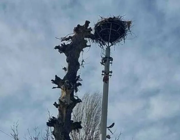 Ruajtja dhe promovimi i lejlekëve, hartohet lista për krijim të foleve në Kosovë