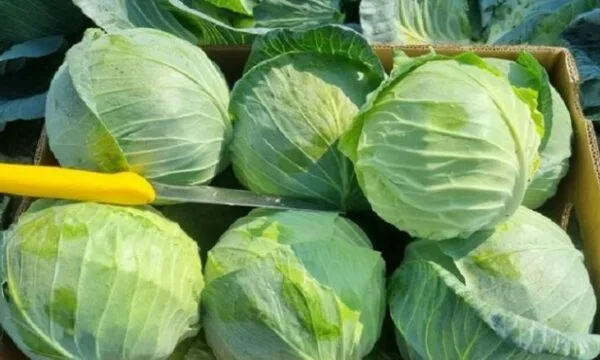 Vendet baltike shijojnë lakrën shqiptare