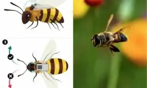 Kina zhvillon bletët-spiune, pajisen me kamera dhe përgjues