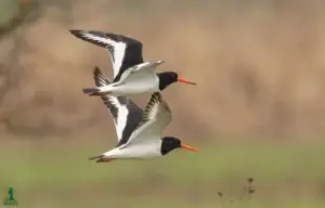 Laraska e detit dokumentohet për herë të parë në Kosovë, ministrja Pacolli: Moment i veçantë për biodiversitetin