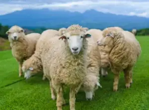Shfaqet Lia e Deleve dhe Dhive në Suharekë, ndalohet tregtimi i kafshëve