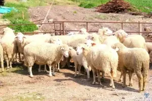 KBI Prizren ndalon deponimin e lëkurave pranë xhamive, caktohen pika të veçanta grumbullimi