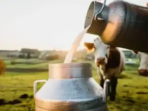 Shoqata e prodhuesve vendorë: Industria e qumështit po tentohet të rrënohet