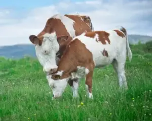 AUV tërheq nga tregu produktin “SELECT MILK GR” të Serbisë për shkak të aflatoksinës