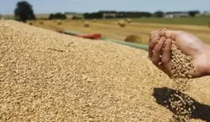 Kosova vendos masë antidamping ndaj farës së grurit nga Serbia