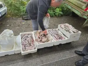 Në zonën e Rugovës së Hasit konfiskohet dhe asgjësohet peshku që shitej pa autorizim